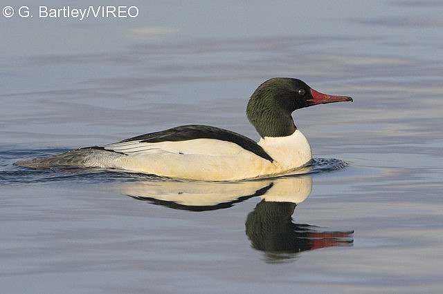 Common Merganser